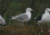 Caspian Gull at Vange Marsh (RSPB) (Steve Arlow) (190816 bytes) Caspian Gull at Vange Marsh (RSPB) (Steve Arlow) (190816 bytes)